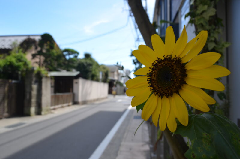 夏季休暇のお知らせ