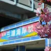 河津桜フォトセット（60枚入り） - 画像 (4)