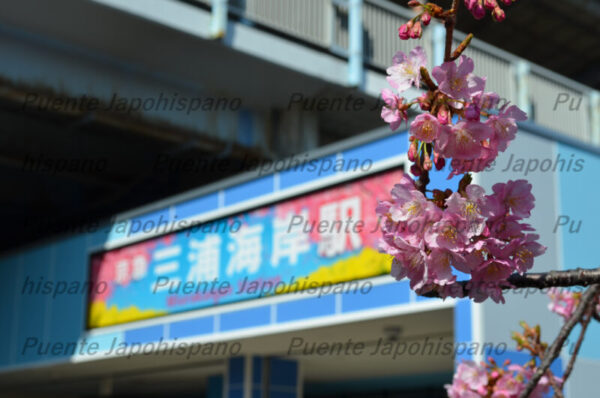 河津桜フォトセット（60枚入り） - 画像 (4)