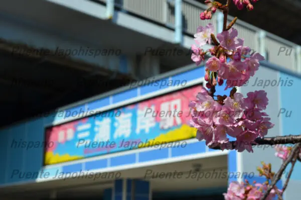 河津桜フォトセット（60枚入り） - 画像 (4)