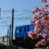 河津桜フォトセット（60枚入り） - 画像 (5)
