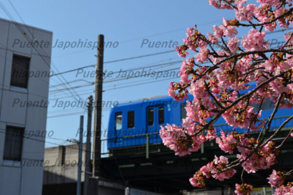河津桜フォトセット（60枚入り） - 画像 (5)
