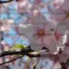 河津桜フォトセット（60枚入り） - 画像 (6)