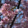 河津桜フォトセット（60枚入り） - 画像 (2)