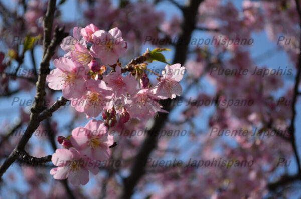河津桜フォトセット（60枚入り） - 画像 (2)