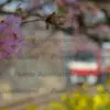 河津桜フォトセット（60枚入り） - 画像 (3)