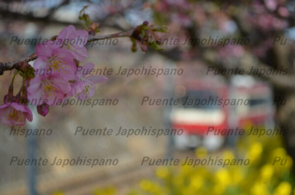 河津桜フォトセット（60枚入り） - 画像 (3)