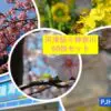 河津桜フォトセット（60枚入り）