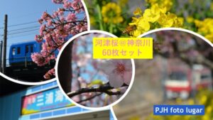河津桜フォトセット（60枚入り）