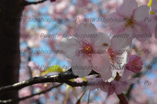 Ruta de Cerezo Kawazu 2019 (60 fotos incluídas) - Imagen 4